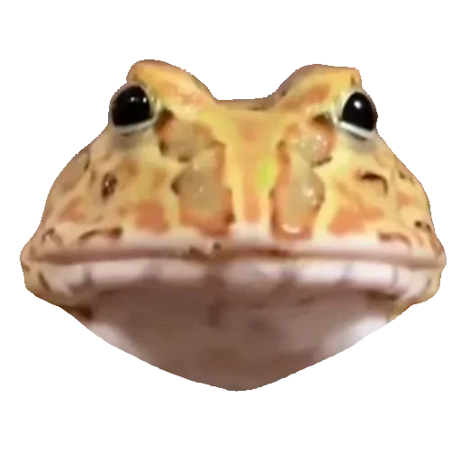 🐸