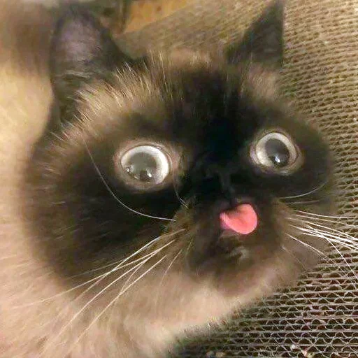 Эмодзи Тостер или жизнь