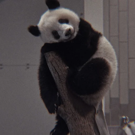 Эмодзи panda