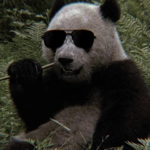 Эмодзи panda