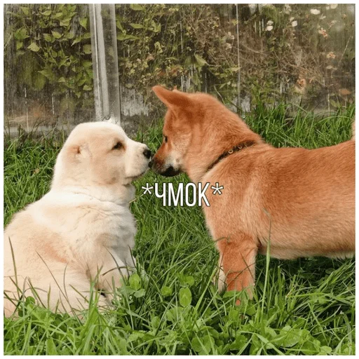 Эмодзи Собачки