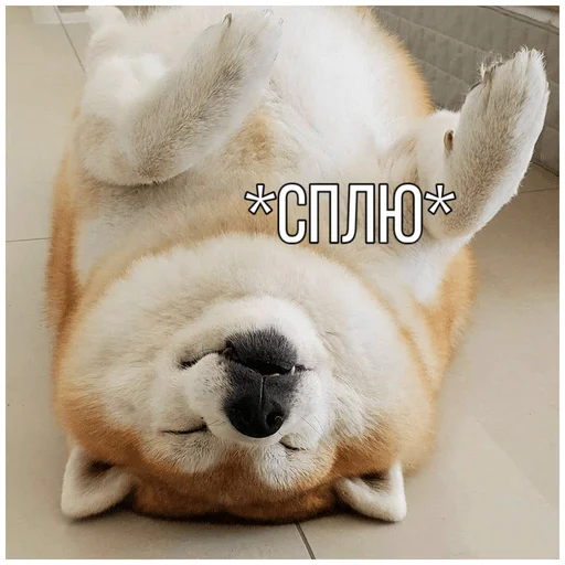 Эмодзи Собачки