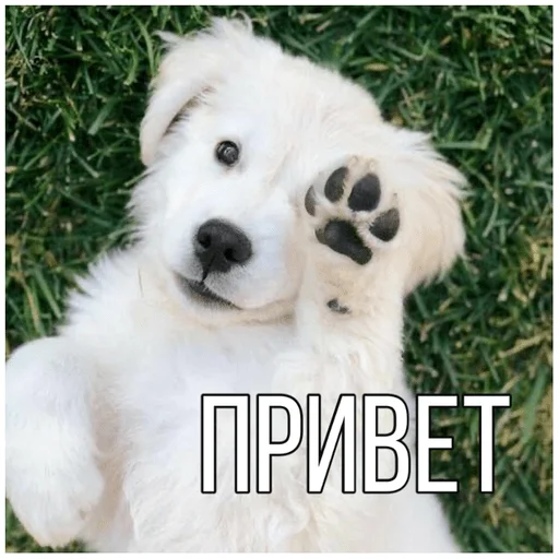 Эмодзи Собачки