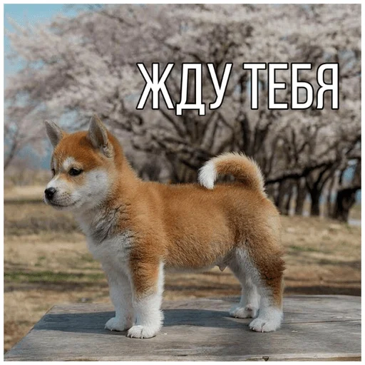 Эмодзи Собачки