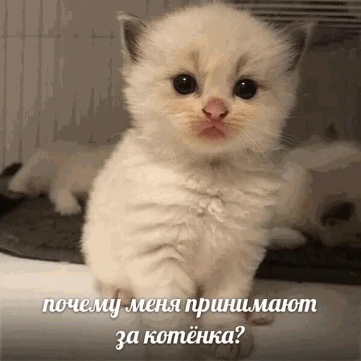 Эмодзи творог скис кис кис