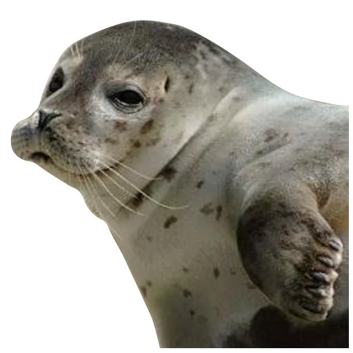 Эмодзи Тюленюс