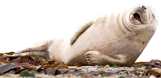 Эмодзи Тюленюс