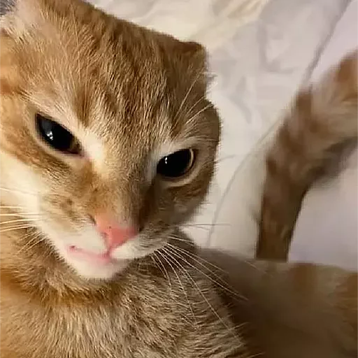 Эмодзи НеКэт