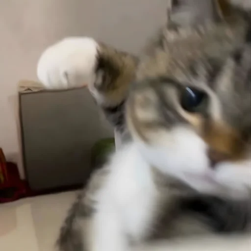 Эмодзи НеКэт