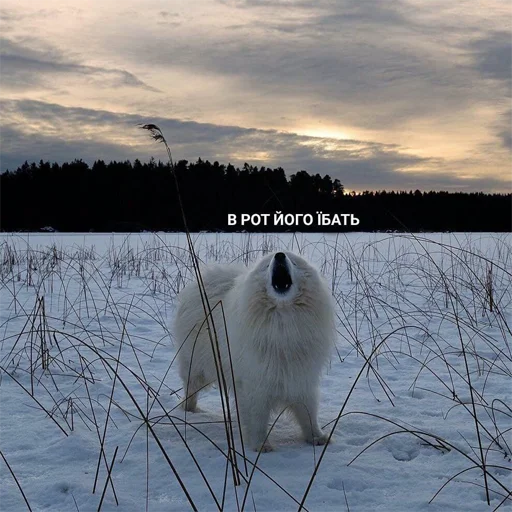 Эмодзи укр стікери