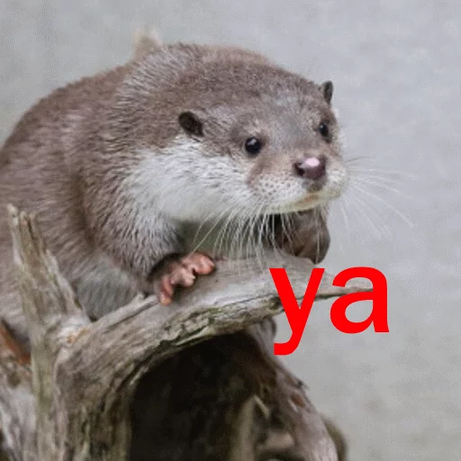 Эмодзи Ultra Lutra