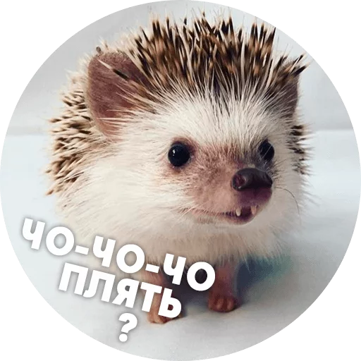 Эмодзи ? Hedgehog memes