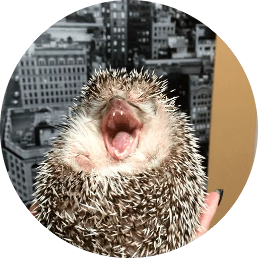 Эмодзи ? Hedgehog memes