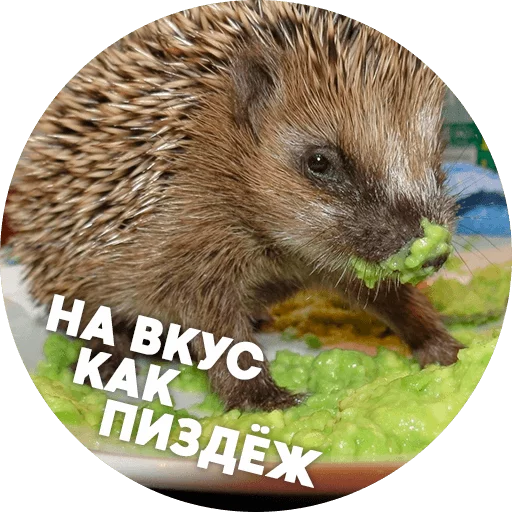 Эмодзи ? Hedgehog memes