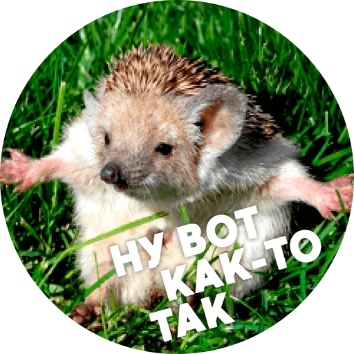 Эмодзи ? Hedgehog memes