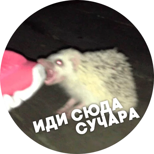 Эмодзи ? Hedgehog memes