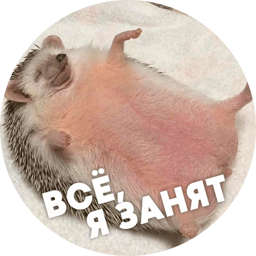 Эмодзи ? Hedgehog memes