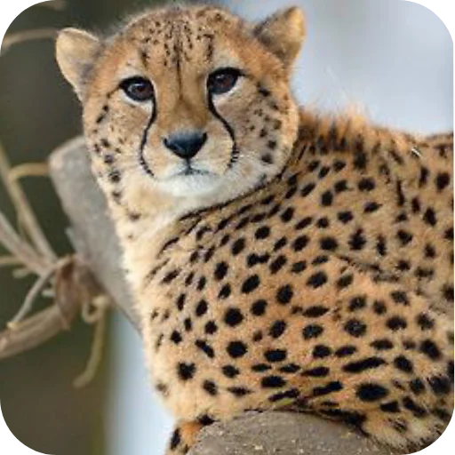 Эмодзи Животинки