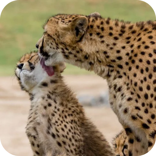 Эмодзи Животинки