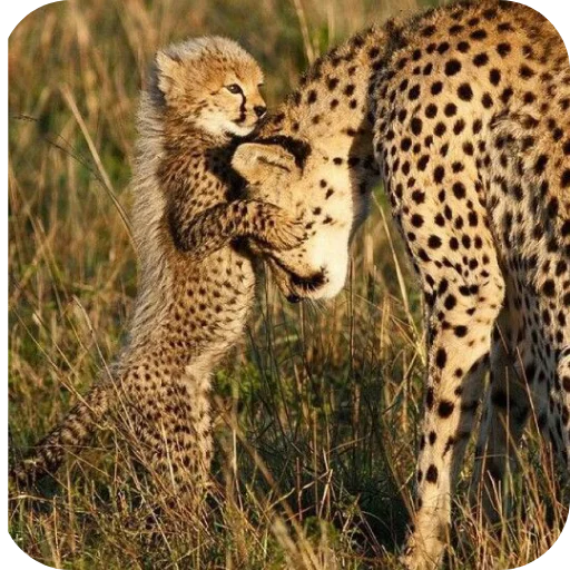 Эмодзи Животинки