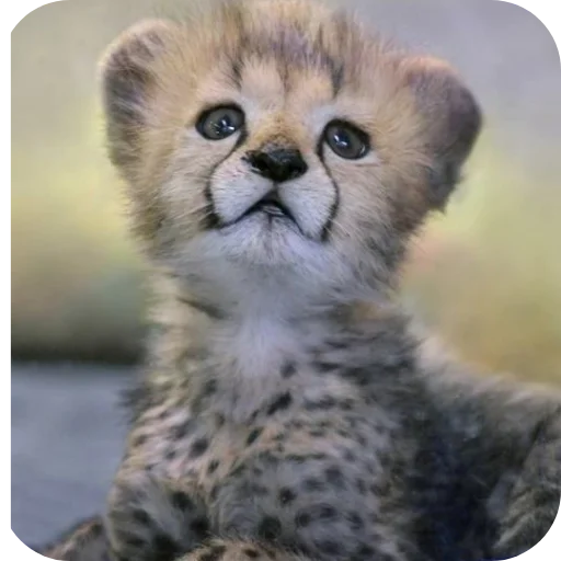 Эмодзи Животинки