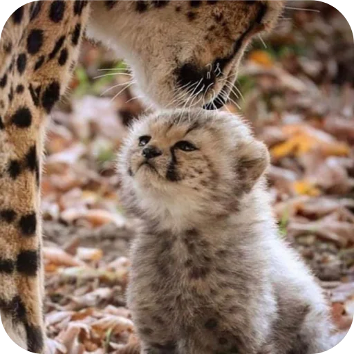 Эмодзи Животинки