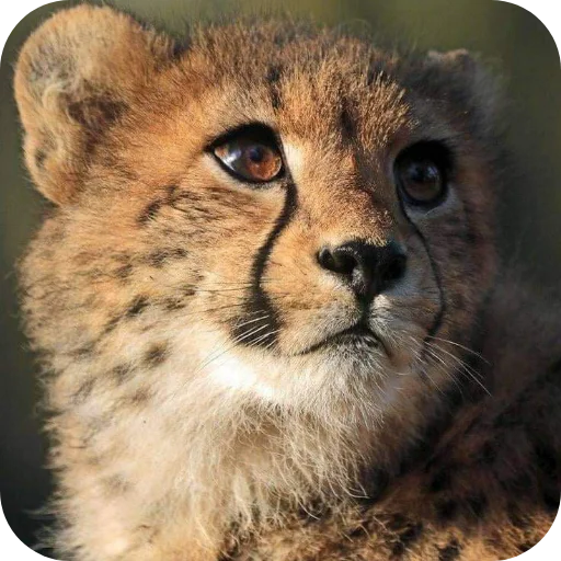 Эмодзи Животинки