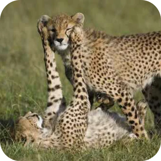 Эмодзи Животинки