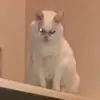 Эмодзи Утомленный кот