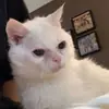 Эмодзи Утомленный кот