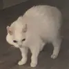 Эмодзи Утомленный кот