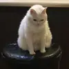 Эмодзи Утомленный кот