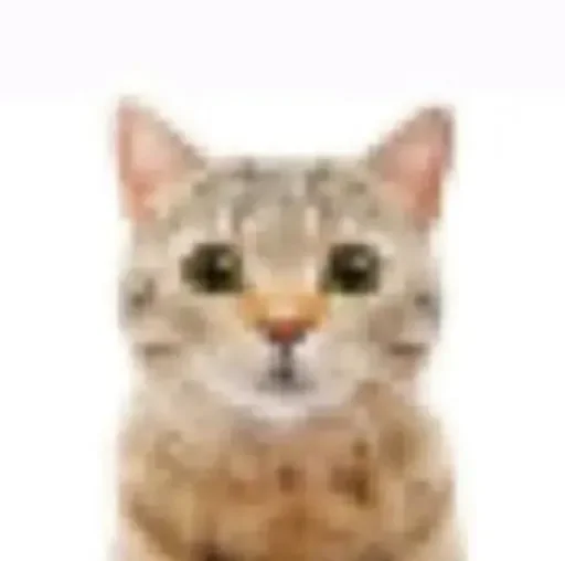🐱
