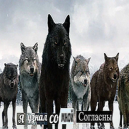 Эмодзи Волчья Стая
