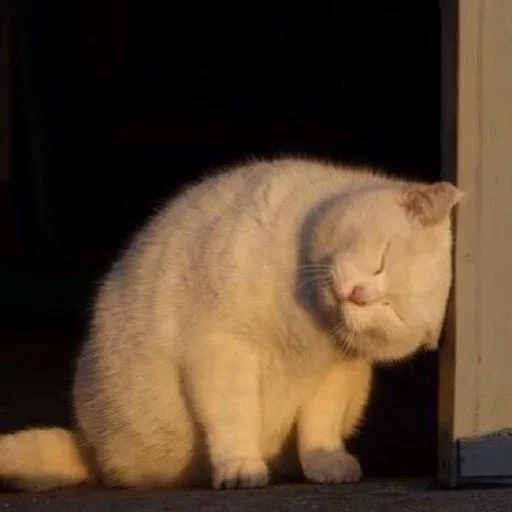 Эмодзи Kitty