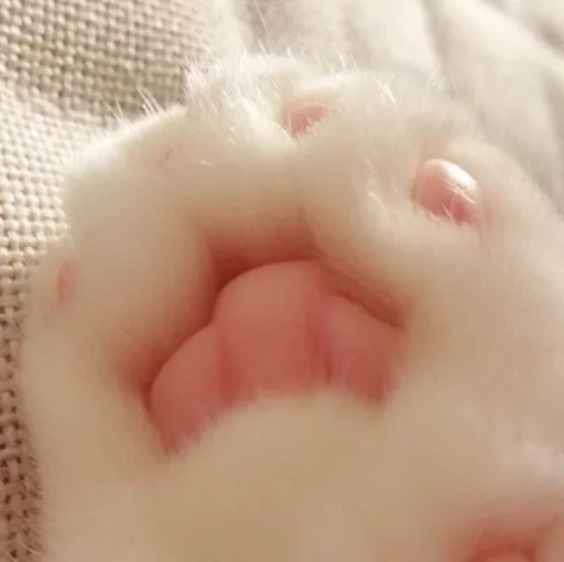 Эмодзи Kitty