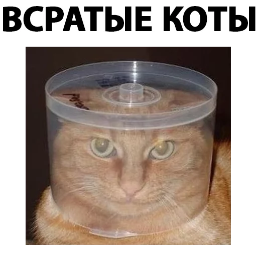 🐱