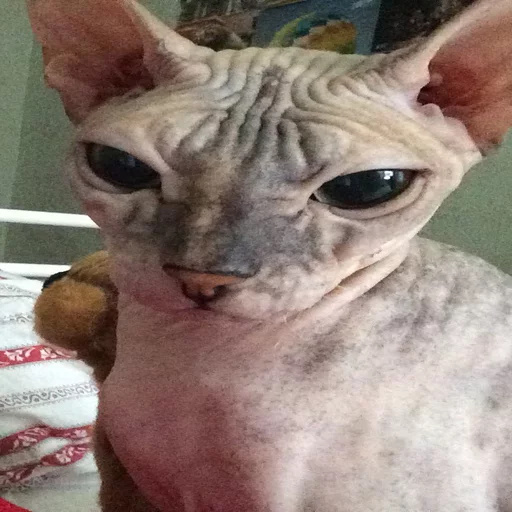 Эмодзи Всратые Коты