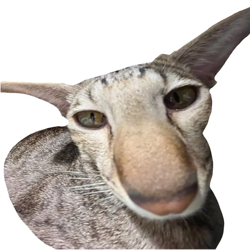 Эмодзи встратыши