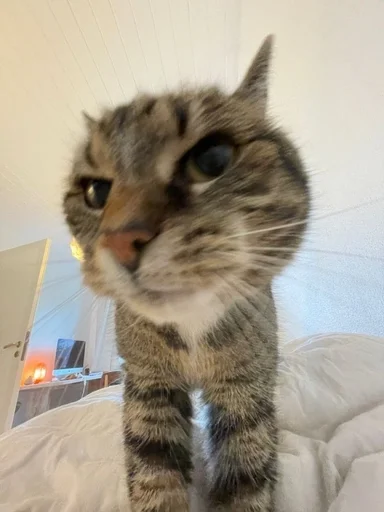 Эмодзи Cats memes