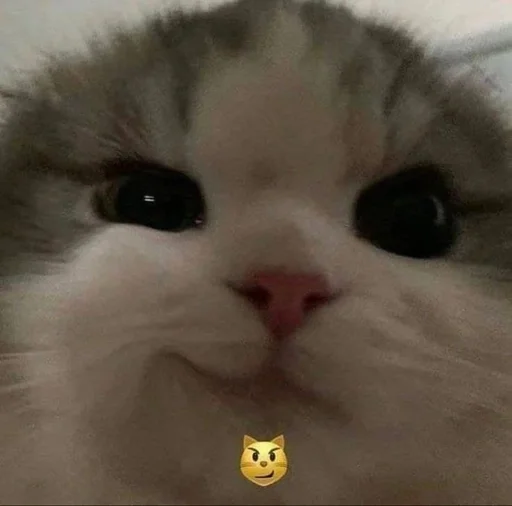 Эмодзи Cats memes