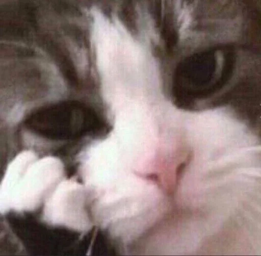 Эмодзи Cats memes