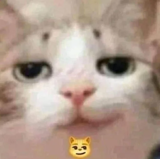 Эмодзи Cats memes