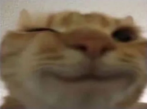 Эмодзи Cats memes