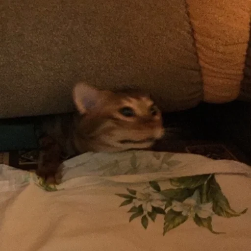 Эмодзи Живность