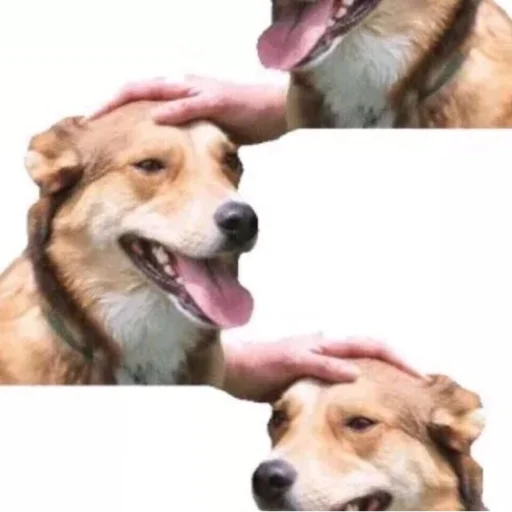 Эмодзи Живность