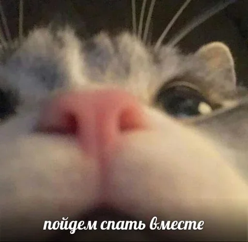 Эмодзи ' мяу . . ↬ >> ??