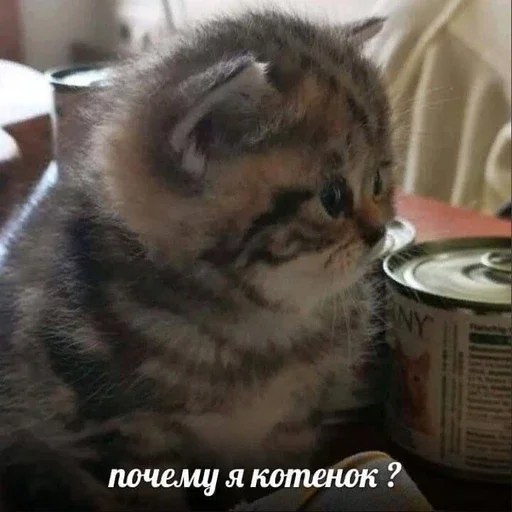 Эмодзи ' мяу . . ↬ >> ??