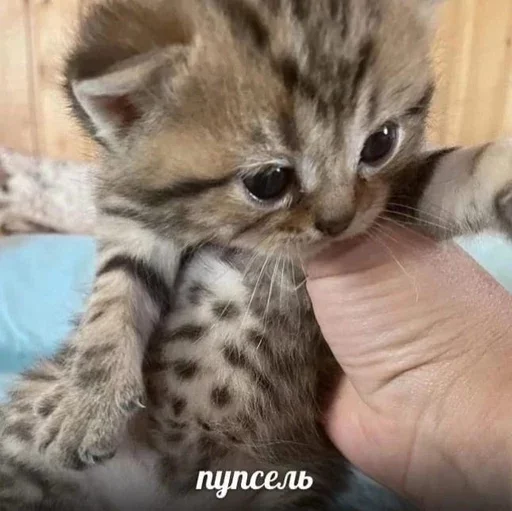 Эмодзи ' мяу . . ↬ >> ??