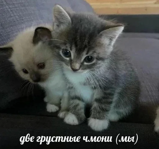 Эмодзи ' мяу . . ↬ >> ??
